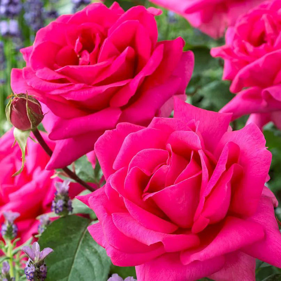 Trandafir teahibrid "Criterion" – / Rosa HT "Criterion"/