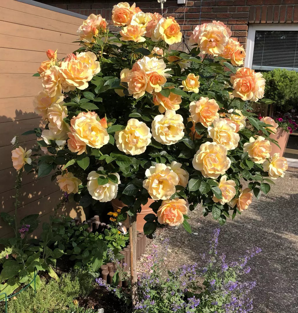 Trandafir pe picior "Hansestadt Rostock" 1.20 - 1.30 m (Rosa "Hansestadt Rostock") by Gradina Noastra