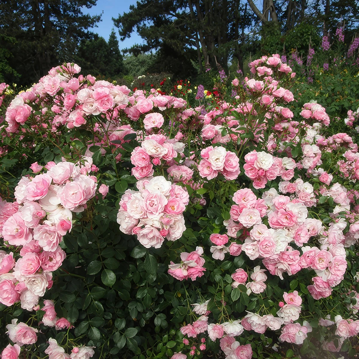 Trandafir floribunda "Bonica"/ Rosa floribunda "Bonica"/