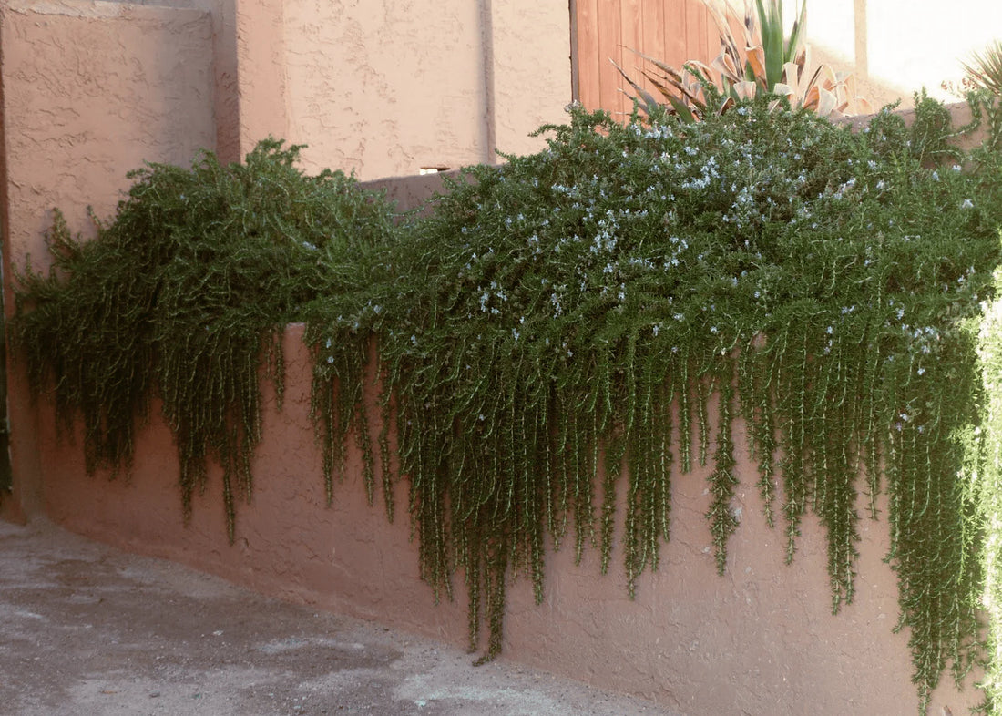 Rozmarin "Prostratus" 0.50 - 0.70 m / Rosmarinus officinalis "Prostratus"/ by gradina-noastra