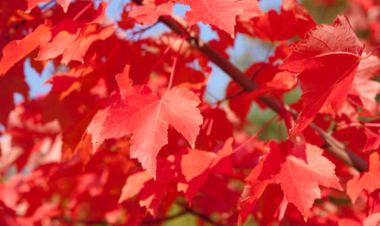 Artar rosu „October Glory” 2.00 - 2.50 m / Acer rubrum „October Glory”/