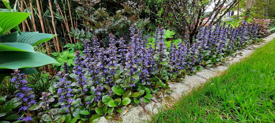 Ajuga reptans "Braunherz" 0.10 - 0.20 m by Gradina Noastra