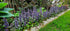 Ajuga reptans "Braunherz" 0.10 - 0.20 m by Gradina Noastra