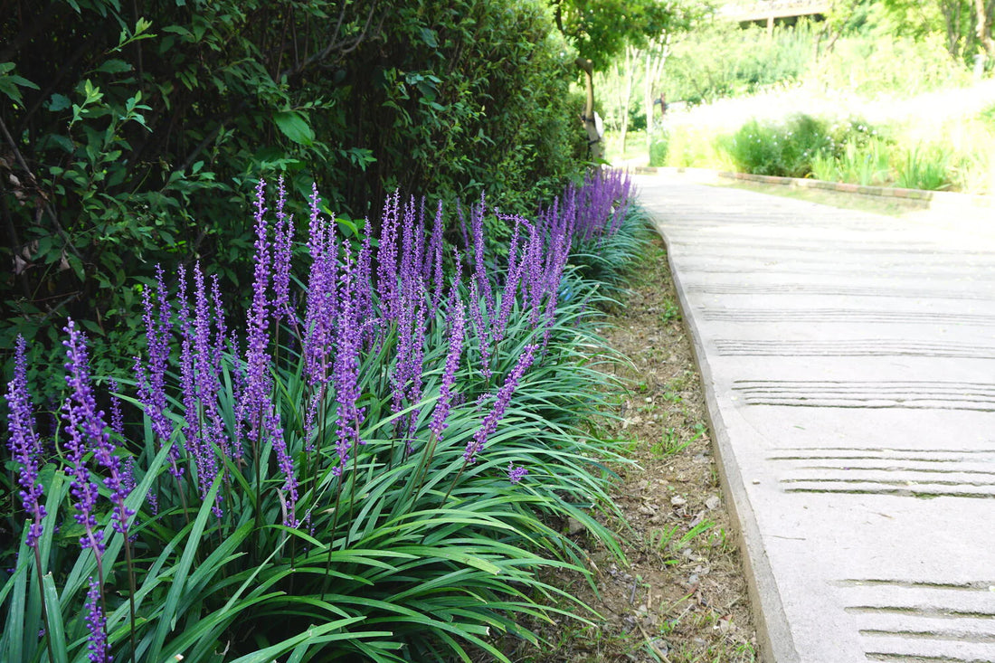 Liriope muscari "Moneymaker" 0.20 m by gradina-noastra