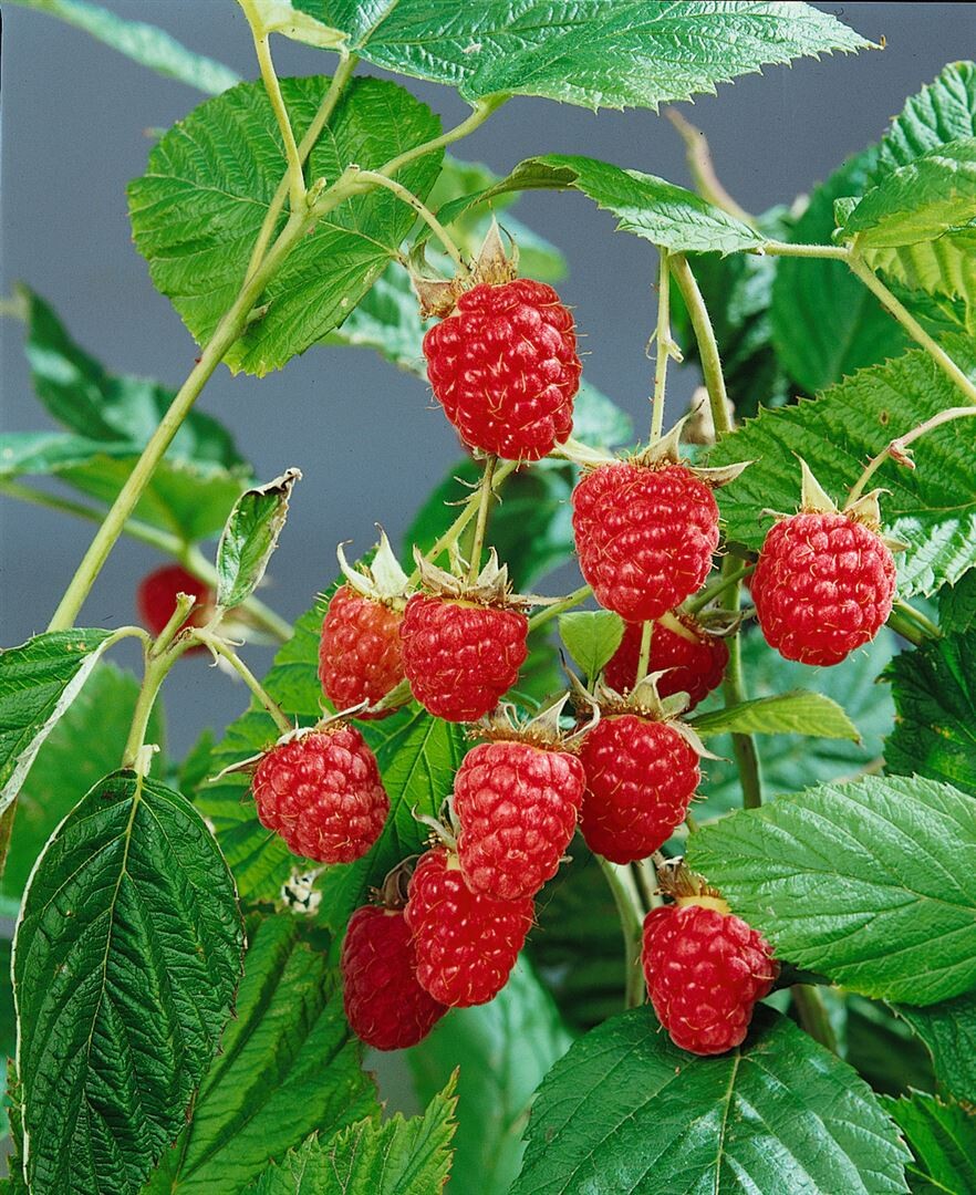 Zmeur "Heritage" /Rubus idaeus &