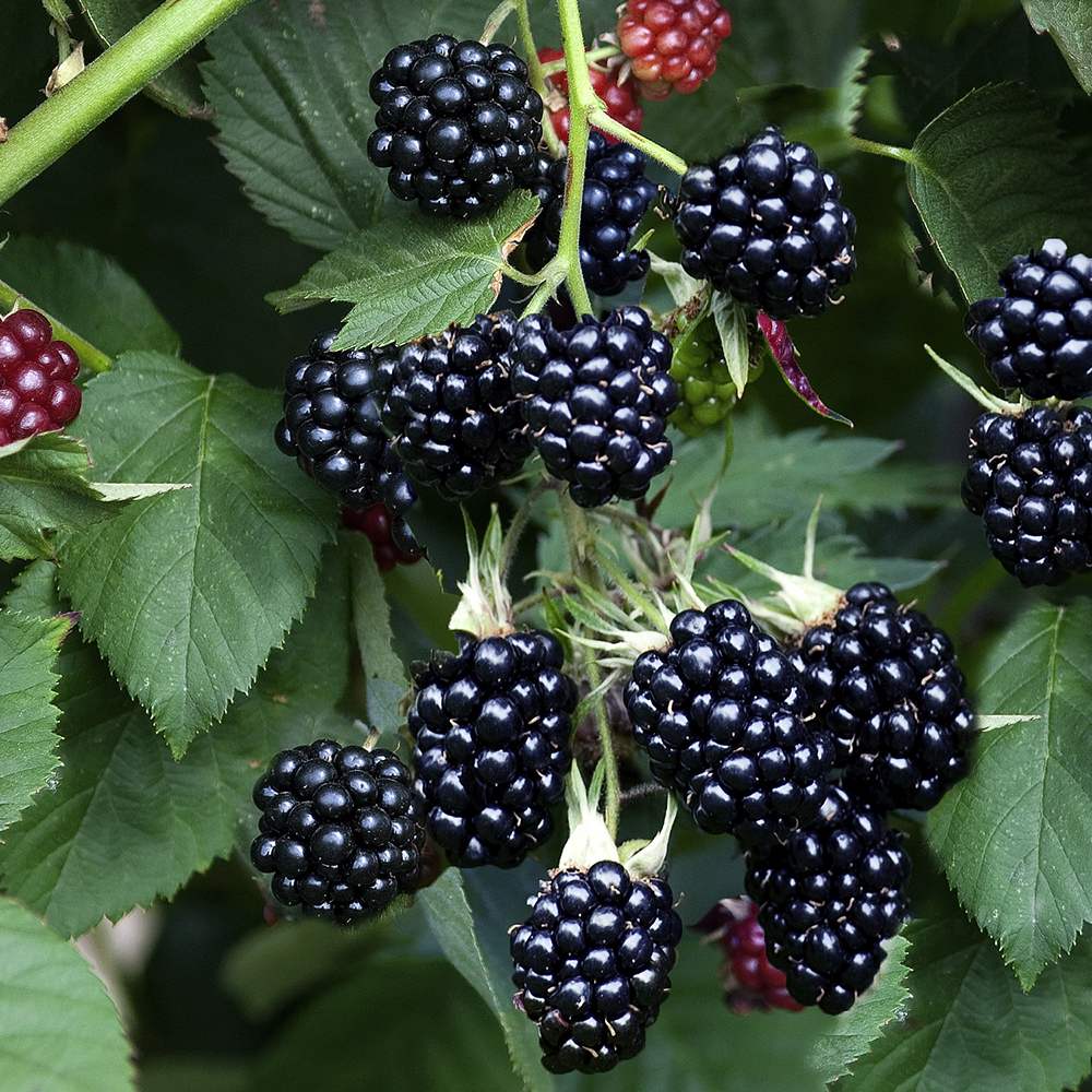 Mur "Thornless Evergreen"/ Rubus "Thornless Evergreen" / - Gradina Noastra