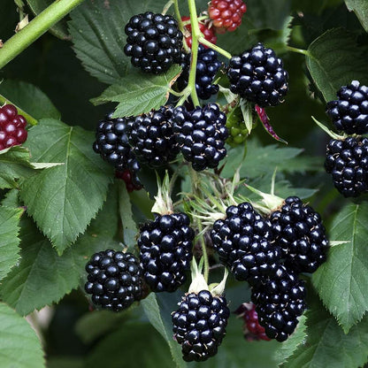 Mur "Thornless Evergreen"/ Rubus "Thornless Evergreen" / - Gradina Noastra