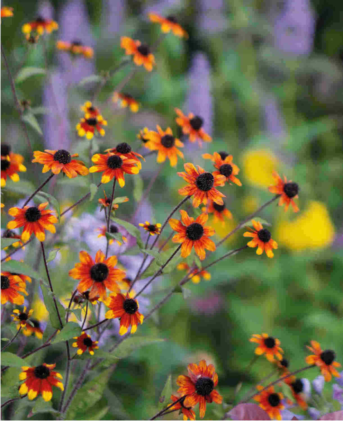 Rudbeckia triloba "Prairie Glow" by Gradina Noastra