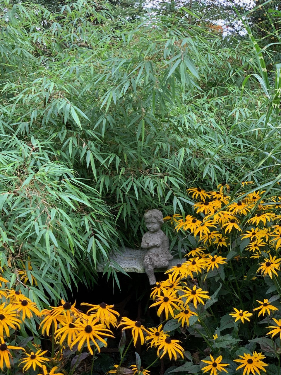 Bambus vesnic verde pitic „Rufa” / Fargesia murielae „Rufa”  /