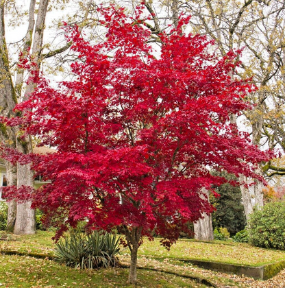 Artar japonez "Bloodgood" 1.00 - 1.30 m / Acer palmatum "Bloodgood" /