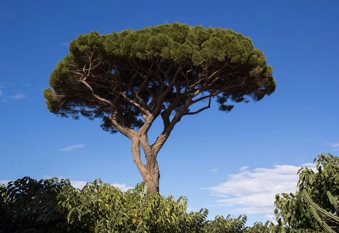 Austrian black pine tree 3.50 - 4.00 m / Pinus nigra austriaca /