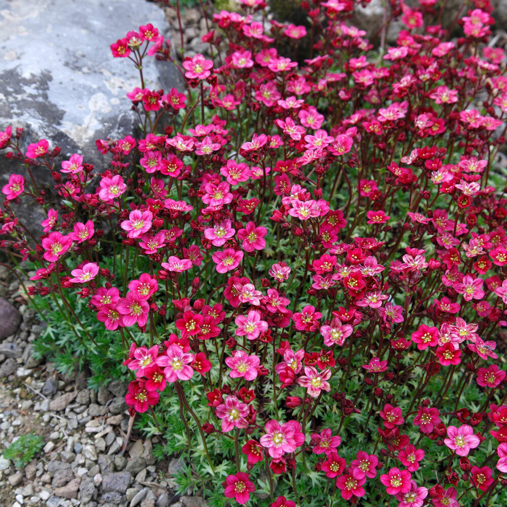 Saxifraga arendsii "Carpet Pink" by Gradina Noastra