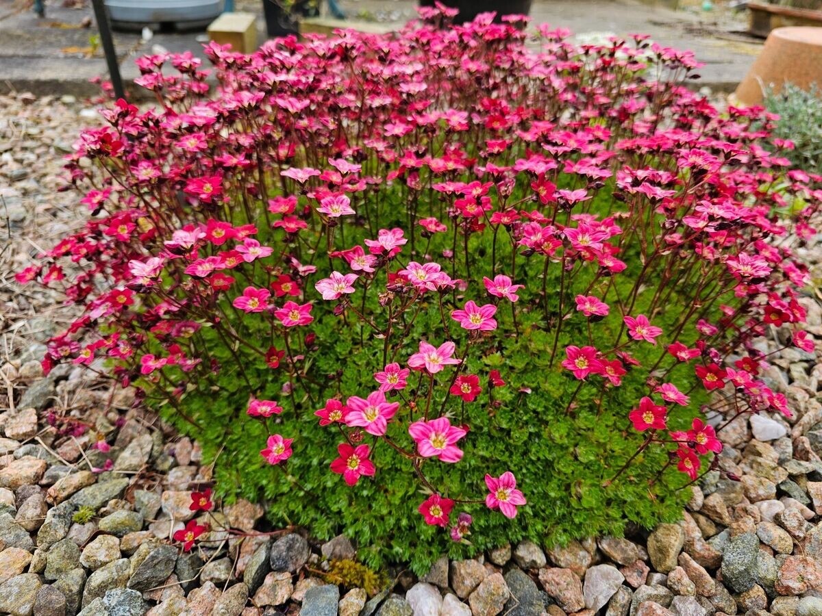 Saxifraga arendsii "Carpet Pink"