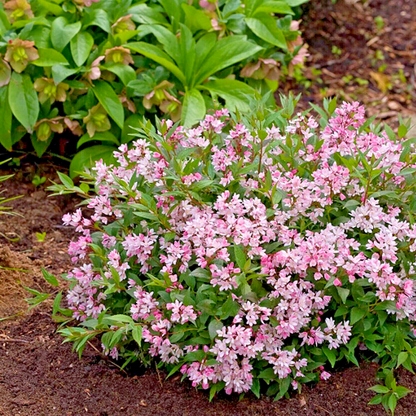 Deutzia × ‘Yuki Cherry Blossom®’