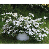 Hortensia "Runaway Bride"/ Hydrangea "Runaway Bride" - Gradina Noastra