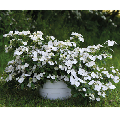 Hortensia "Runaway Bride"/ Hydrangea "Runaway Bride" - Gradina Noastra