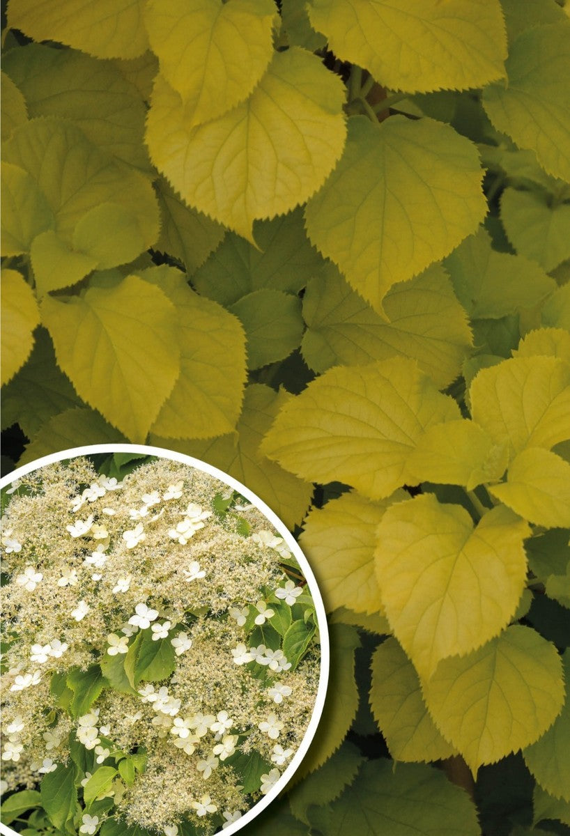 Hortensia cataratoare "Bright Side" / hydrangea anomala petiolaris "Bright Side" / by gradina-noastra