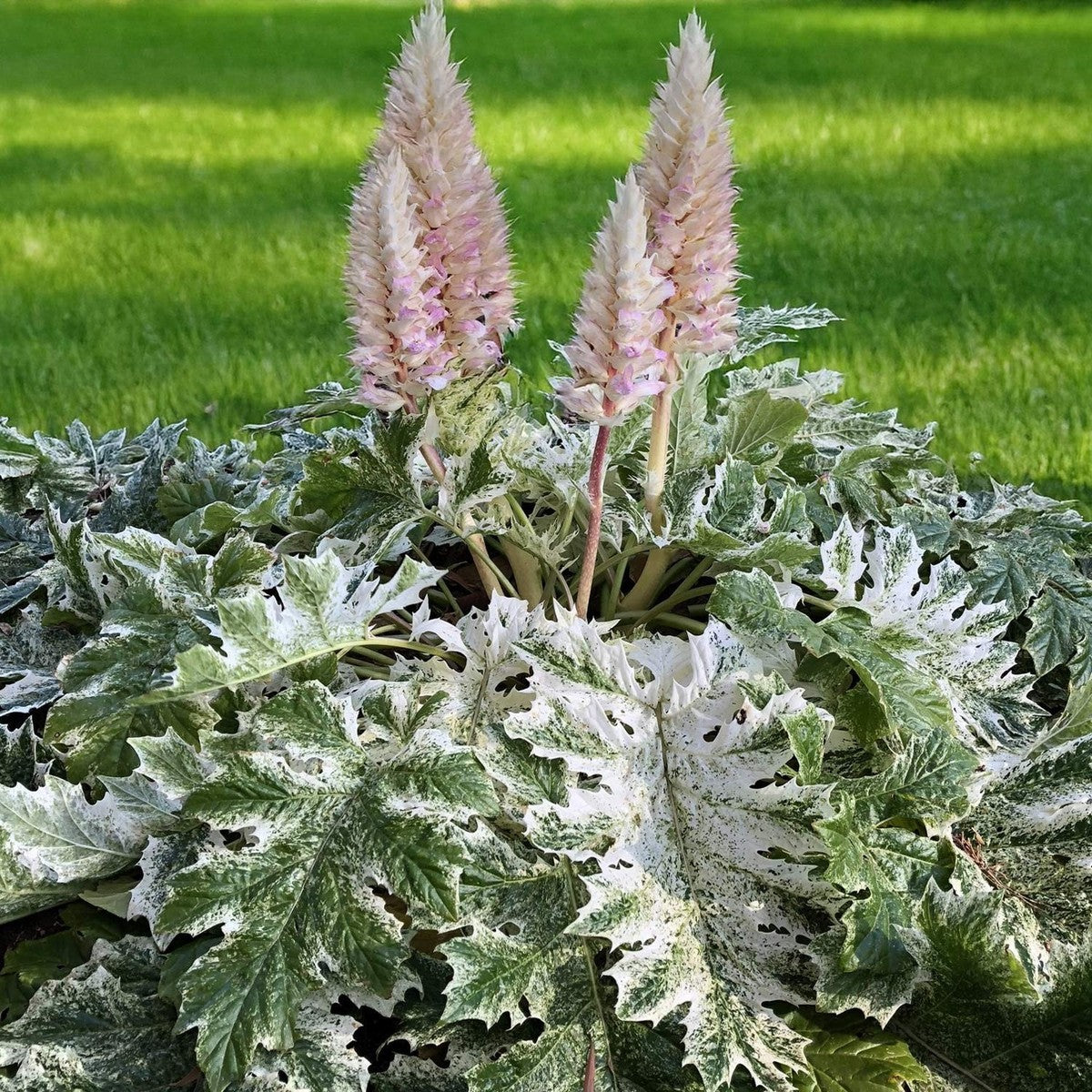 Acanthus mollis "Whitewater"