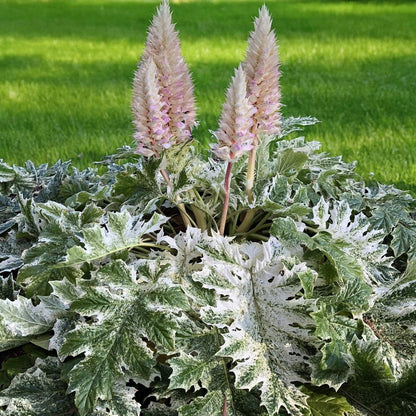 Acanthus mollis "Whitewater"