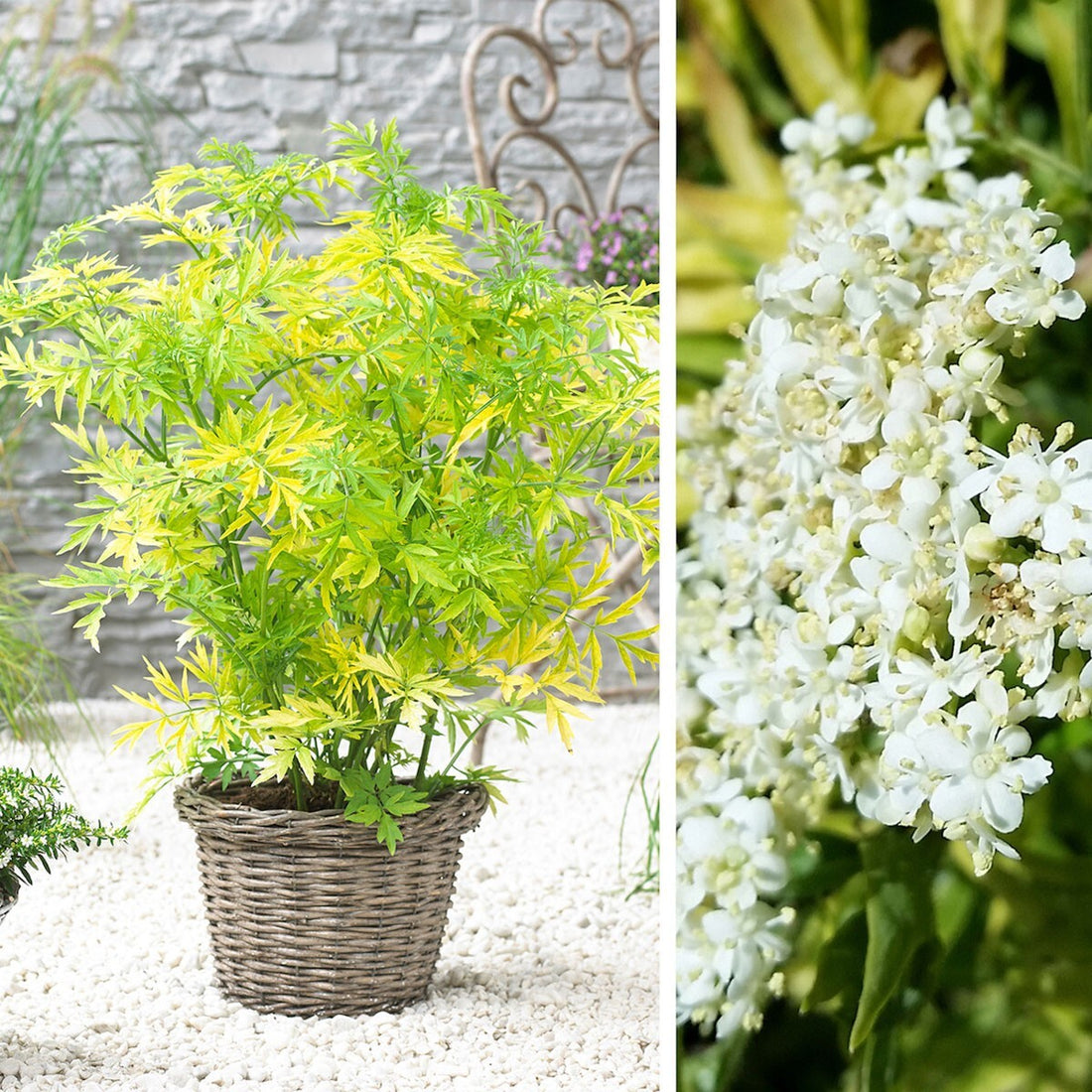 Soc Negru &quot;Golde Tower&quot; /Sambucus Nigra &quot;Golde Tower&quot; /Sambucus Nigra Arbust