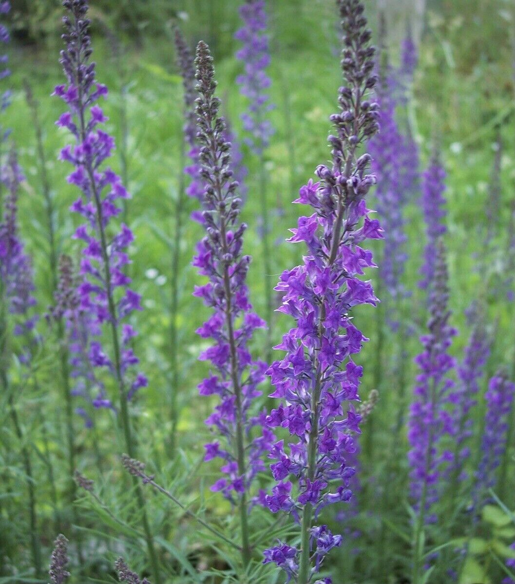 Linaria purpurea by Gradina Noastra