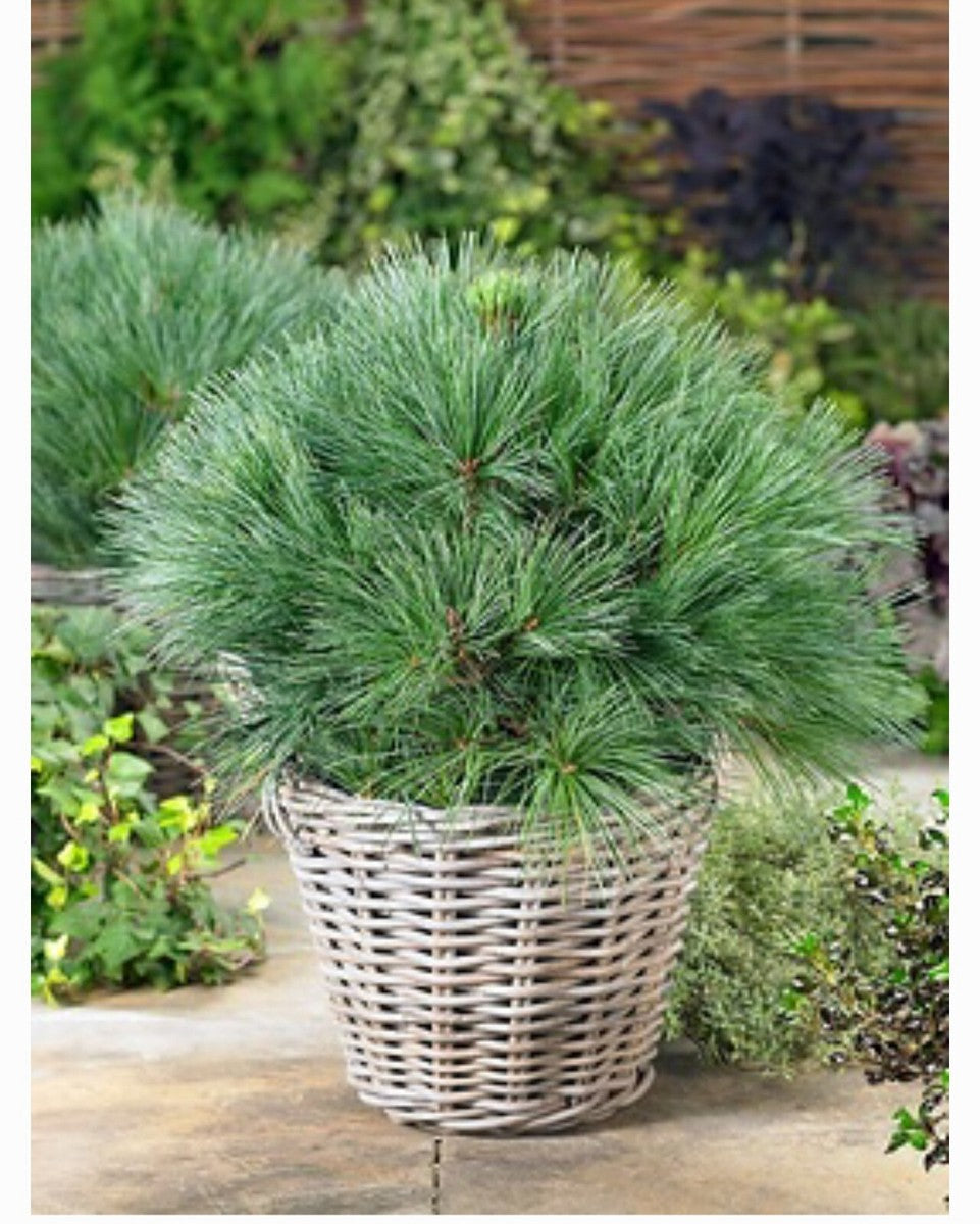 Pin strob "Minima"/ Pinus strobus "Minima" - Gradina Noastra