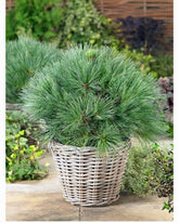 Pin strob "Minima"/ Pinus strobus "Minima" - Gradina Noastra