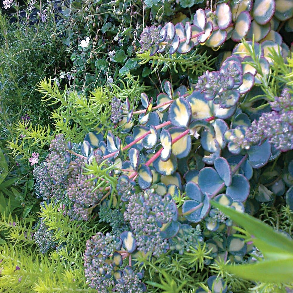 Iarba grasa / Sedum sieboldii "Mediovariegatum"/ - Gradina Noastra