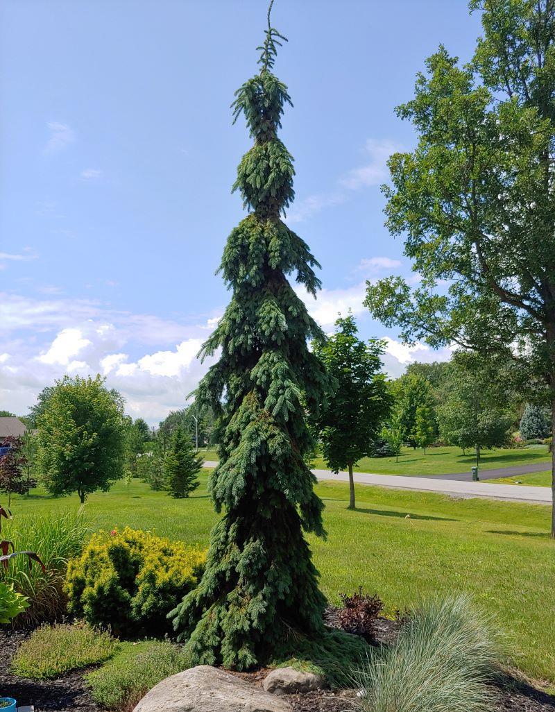 Molid "Inversa" / Picea abies &