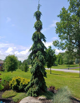 Molid "Inversa" / Picea abies &
