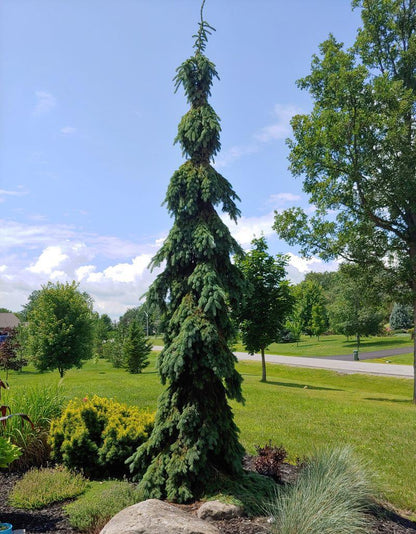 Molid "Inversa" / Picea abies &
