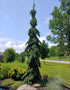 Molid "Inversa" / Picea abies &