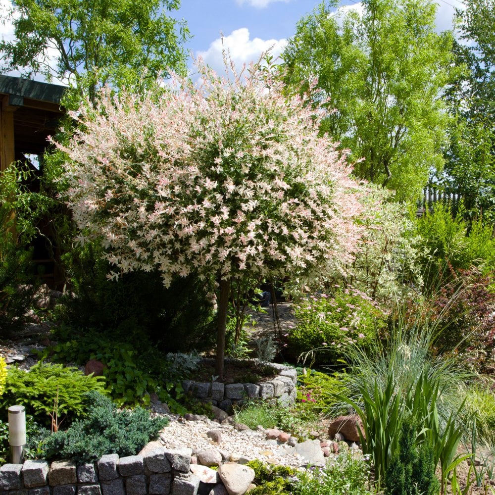 Salcie japoneza "Flamingo" 0.60 - 0.80 m / Salix integra "Flamingo"/ by gradina-noastra