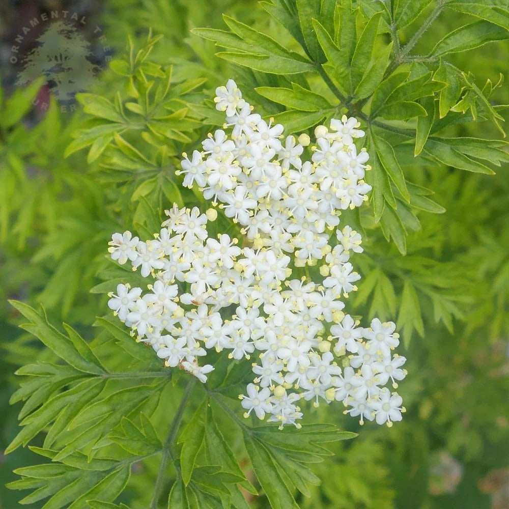 Soc Negru &quot;Golde Tower&quot; /Sambucus Nigra &quot;Golde Tower&quot; /Sambucus Nigra Arbust