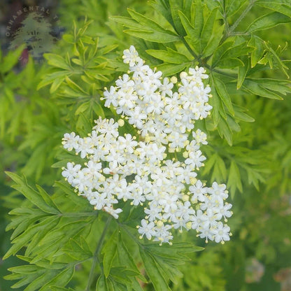 Soc Negru &quot;Golde Tower&quot; /Sambucus Nigra &quot;Golde Tower&quot; /Sambucus Nigra Arbust
