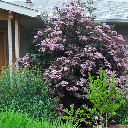 Soc negru "Black Lace" / Sambucus nigra "Black Lace"/