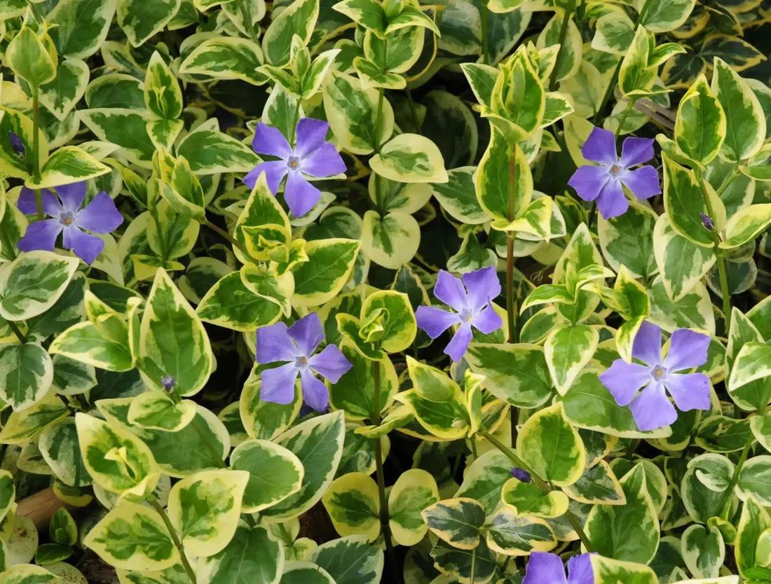Vinca major "Variegata"