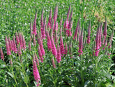 Veronica "Rose Zwerg" - Gradina Noastra