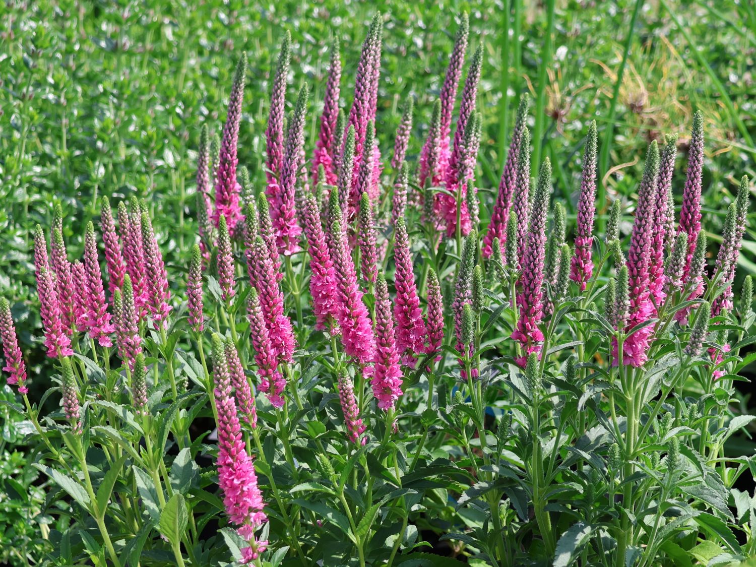 Veronica "Rose Zwerg" - Gradina Noastra