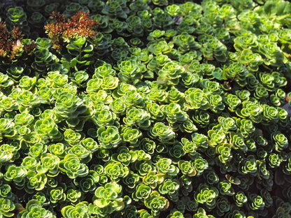 Iarba grasa &quot;Album Superbum&quot;0.10 - 0.20 m / Sedum spurium &quot;Album Superbum&quot;/