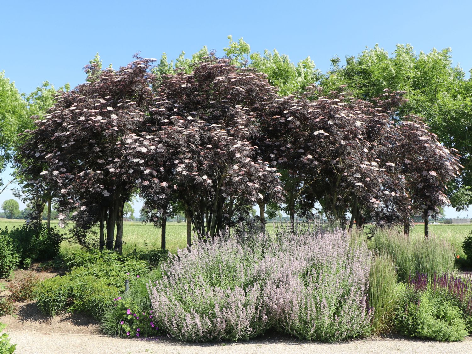 Soc negru "Black Lace" / Sambucus nigra "Black Lace"/