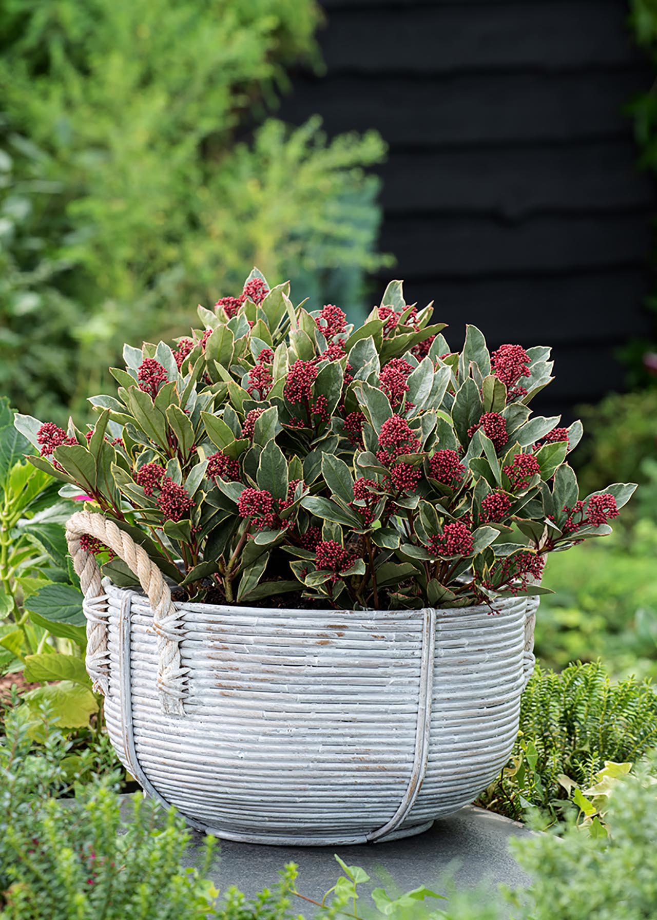 Liliac japonez "Perosa" / Skimmia japonica "Perosa"/