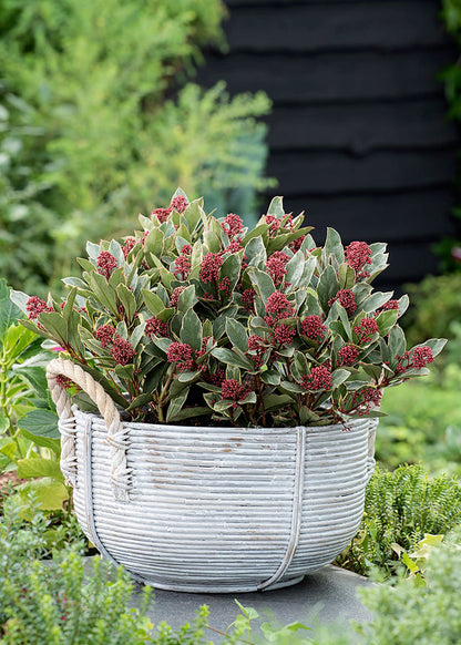 Liliac japonez "Perosa" / Skimmia japonica "Perosa"/