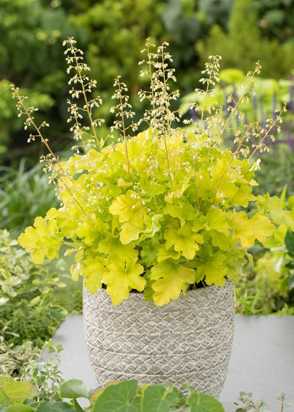 Heuchera "Lime Marmalade" - Gradina Noastra