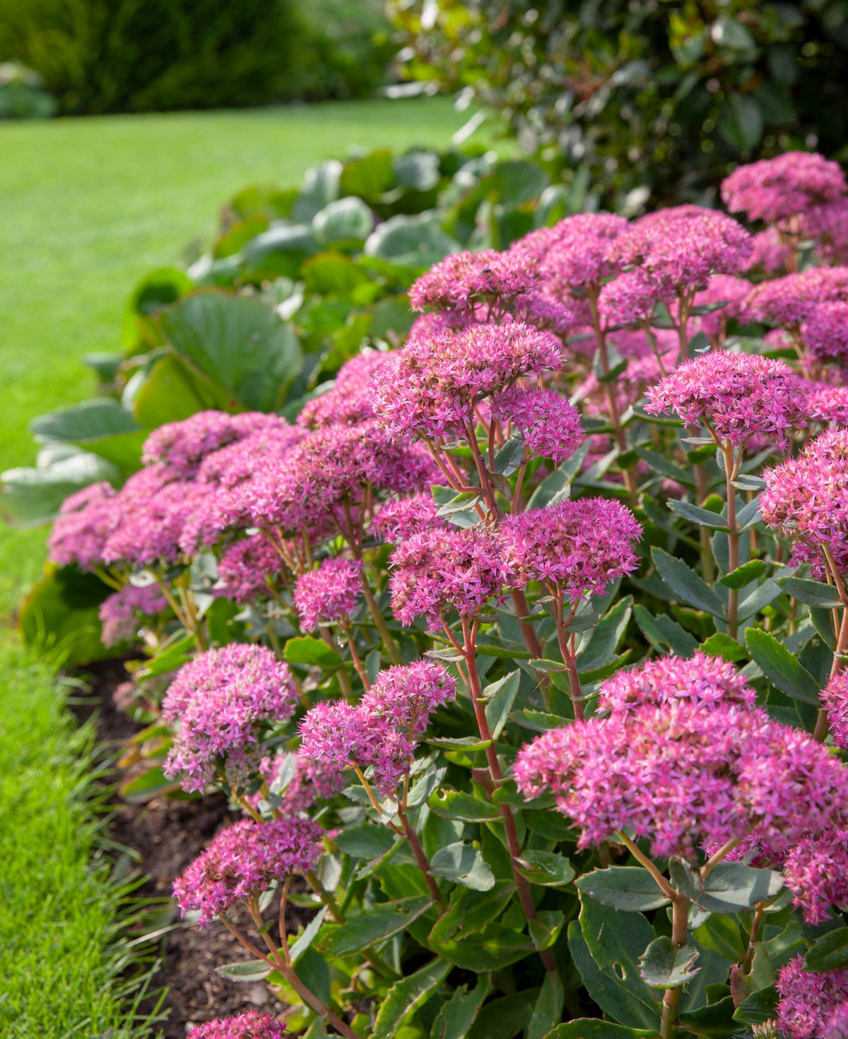 Planta Roz Sedum Spectabile Carl Iarba Grasa Planta Roz Intens – Gradina Noastra