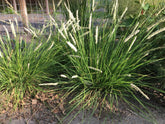 Sesleria autumnalis - Gradina Noastra