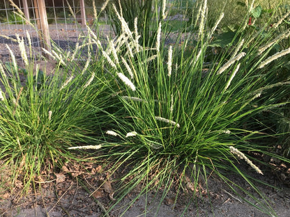 Sesleria autumnalis - Gradina Noastra