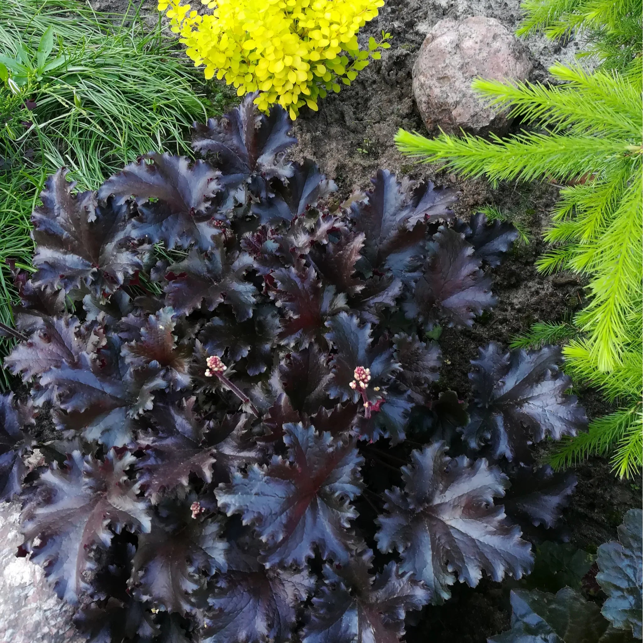 Heuchera "Black Pearl" - Gradina Noastra