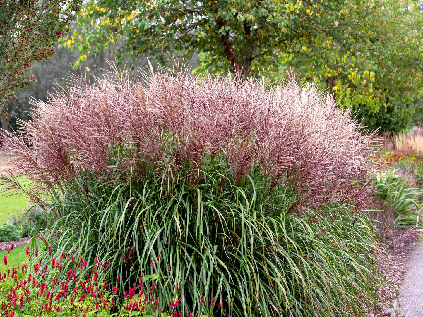 Iarba elefantului "Ferner Osten" / Miscanthus sinensis "Ferner Osten"/ - Gradina Noastra