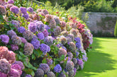 Hortensia "Endless Summer BloomStar" /Hydrangea macrophylla „Endless Summer BloomStar” / - Gradina Noastra